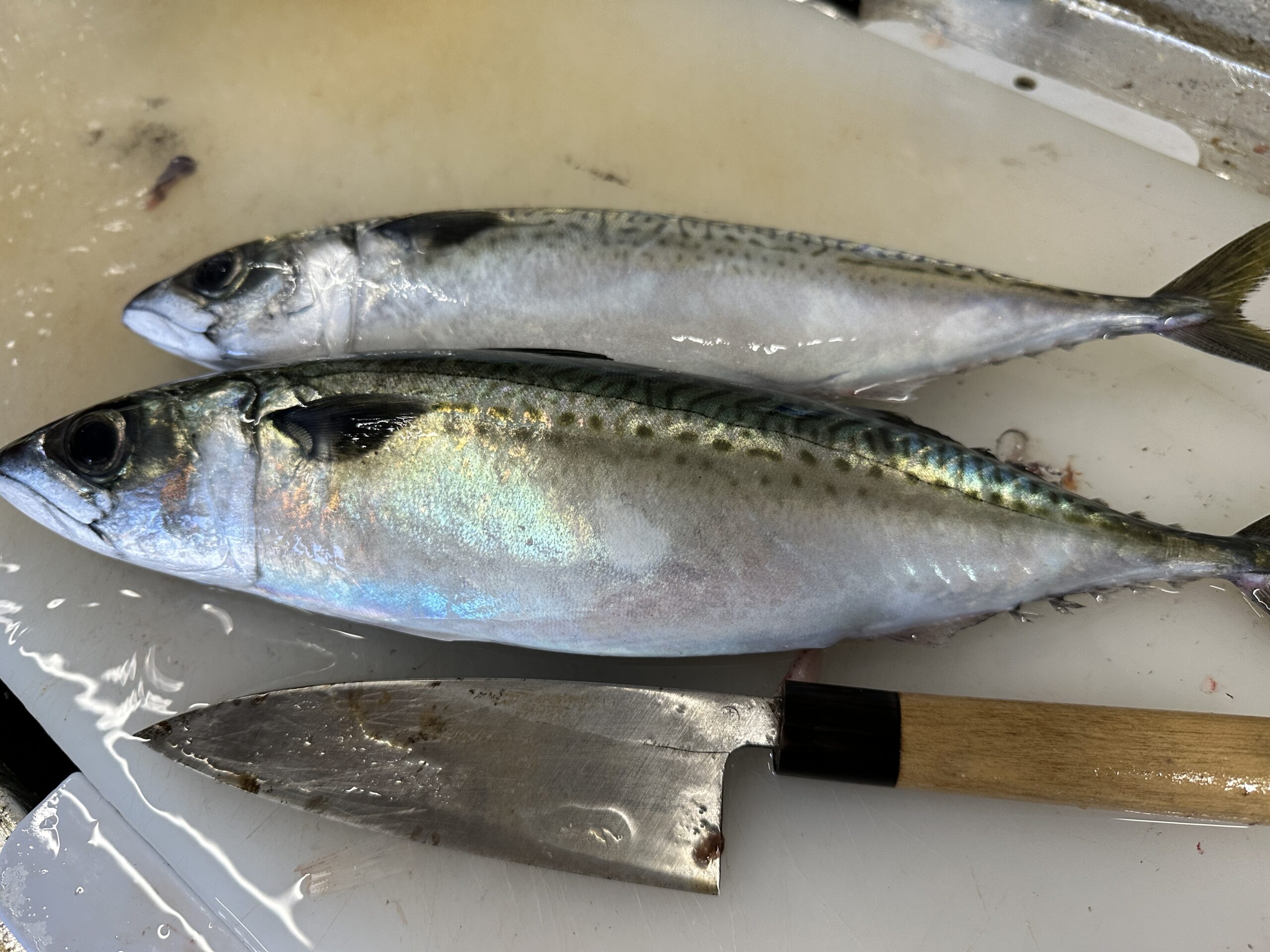 r-saba